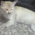 قط للتبني