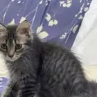 قط للتبني واغراضه للبيع