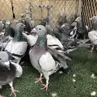 طبات زاجل