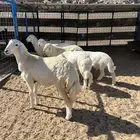 رخال حريه وتيوس وطليان سواكن للبيع