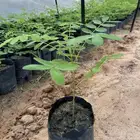 اكاسيا جلوكا اسعار تنافسية