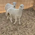بهم تربيه