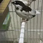 جوز بنقليزي فنيش