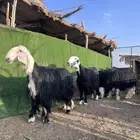 ضان نجد للبيع