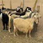 معزا مراح بالمجمعة
