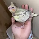 فرخ كروان فراشه لاتينو