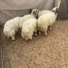 طليان نعيم