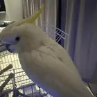 بغبغاء كوكاتو للبيع