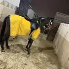 للبيع جميع أنواع الخيول