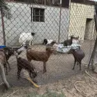 ماعز جنوبي