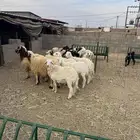 حريات خرفان حريه نظيف شرط