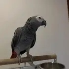 ببغاء كاسكو