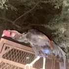 ديك سندي