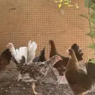 دجاج عربي ترثه