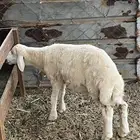 طلي حرى ( تم البيع )