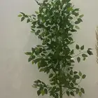 شجرة زينة
