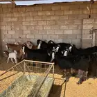 معزا مراح للبيع