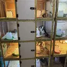 دجاج بياض
