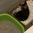 قط بلدي صغير للتبني