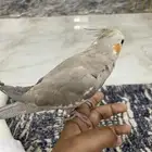 طير كروان كوكتيل اليف جدا