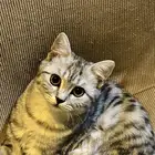 قطه انثى للبيع