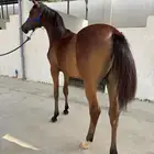 مهرة عربية واهو مسجلة واوراقها جاهزة
