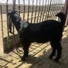 تيس للبيع