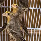 هاوس فينش الاصفر او النينو الجزائري