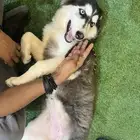 3 month old Siberian husky dog for adoption