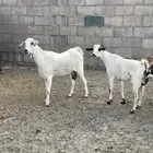 معزا للبيع