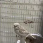 كناري