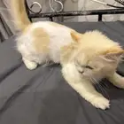 شيرازي للتبني