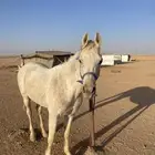 للبيع إحصان