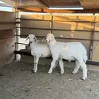 هرافى حريات