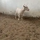 للبيع ماعز قزمي