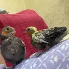 كروان كوكتيل