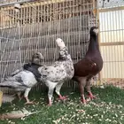 جوز هومر بفرخه ( تم البيع )