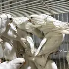 روز البينو جمله 24 حبه