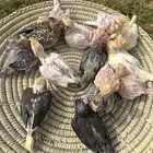 كروان فرخة غر