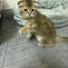 قطه للتبني