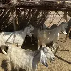 معزى مشروكات