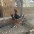 دجاج زينه