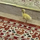 بطه