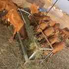 سواكن حمري تربيه 3شهور اكلها برسيم وشعير ماشالله