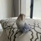 للبيع طير روز اليف
