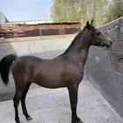 مهر حصان شيخ العمر سنه الاسم بارود أنوع شعبي