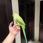 ببغاء الدره