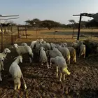 القوز قرية الدعاشيش