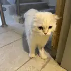 قط ضايع هارب طالب تزاوج