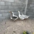 وز بلدي